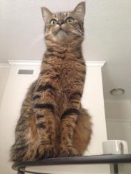 Lost Female Cat last seen parkland oak drive, Houston, TX 77084
