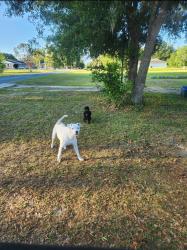 Lost Male Dog last seen Fox ridge rd, Zephyrhills, FL 33543