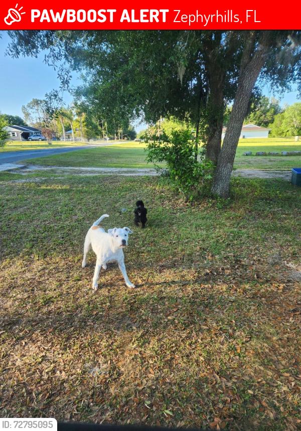 Lost Male Dog last seen Fox ridge rd, Zephyrhills, FL 33543