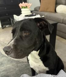 Found/Stray Female Dog last seen Randell Lake Road Denison, Tx, Denison, TX 75020