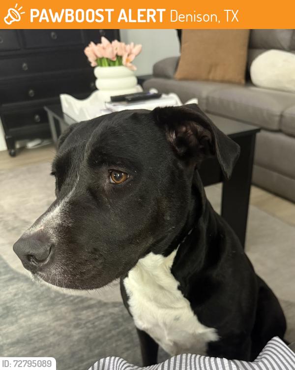 Found/Stray Female Dog last seen Randell Lake Road Denison, Tx, Denison, TX 75020