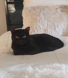 Lost Female Cat last seen Jefferson Rd and Military Trail, Delray Beach, FL 33445