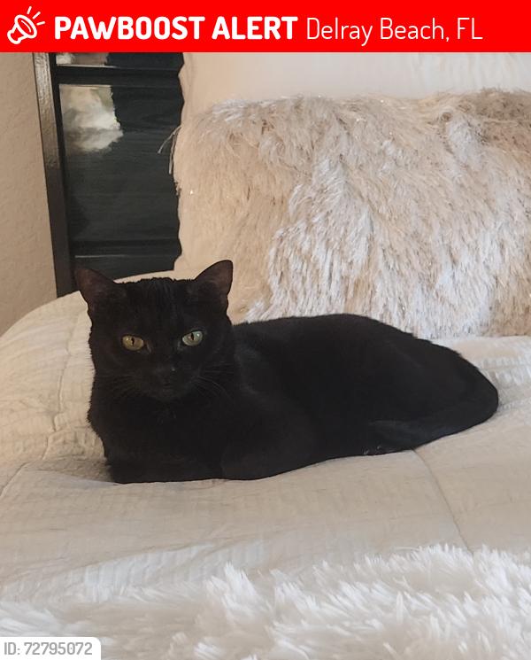 Lost Female Cat last seen Jefferson Rd and Military Trail, Delray Beach, FL 33445
