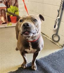 Shelter Stray Female Dog last seen Near BLOCK SEPULVEDA AVE, San Bernardino, CA 92401