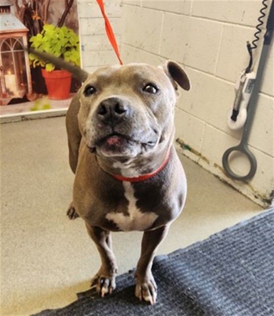 Shelter Stray Female Dog last seen Near BLOCK SEPULVEDA AVE, San Bernardino, CA 92401