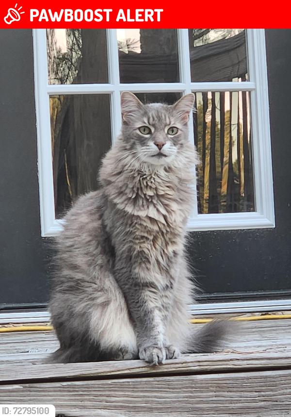 Lost Male Cat last seen Hardee lane, Whispering Pines, NC 28327