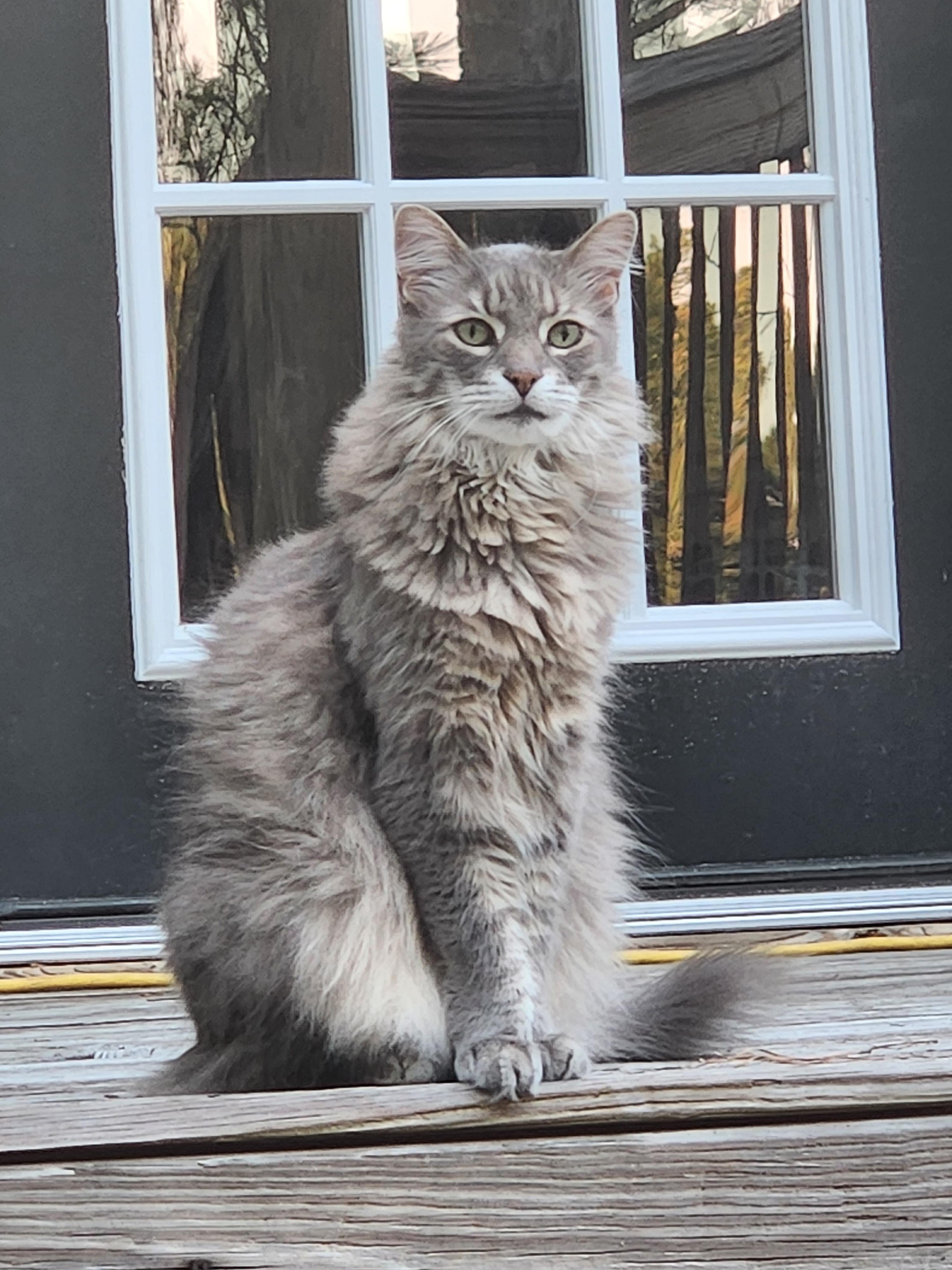Lost Male Cat last seen Hardee lane, Whispering Pines, NC 28327