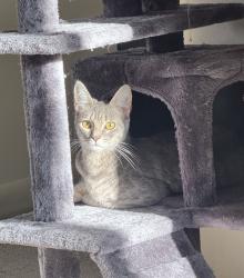 Lost Female Cat last seen Near village circle , Newark, DE 19713