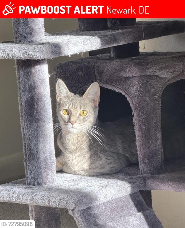 Lost Female Cat last seen Near village circle , Newark, DE 19713