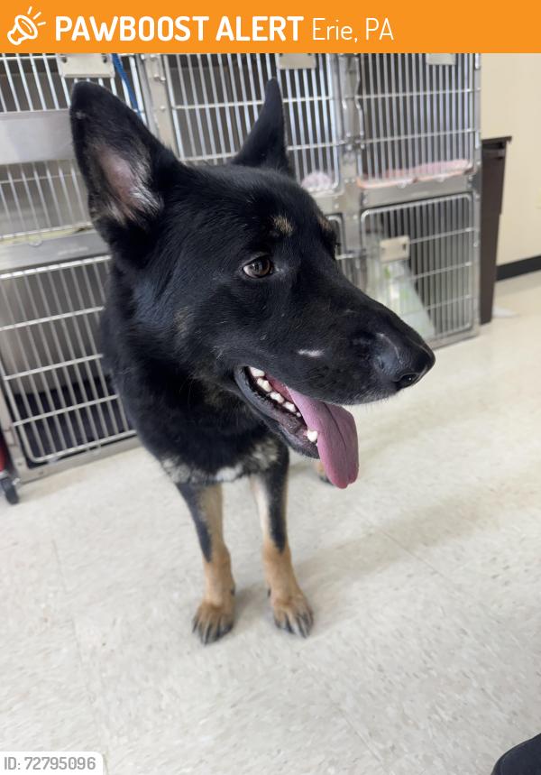 Found/Stray Male Dog last seen W 26th , Erie, PA 16508