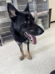 Found/Stray Male Dog last seen W 26th , Erie, PA 16508