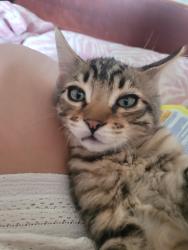 Lost Male Cat last seen 8th street, Bakersfield, CA 93304