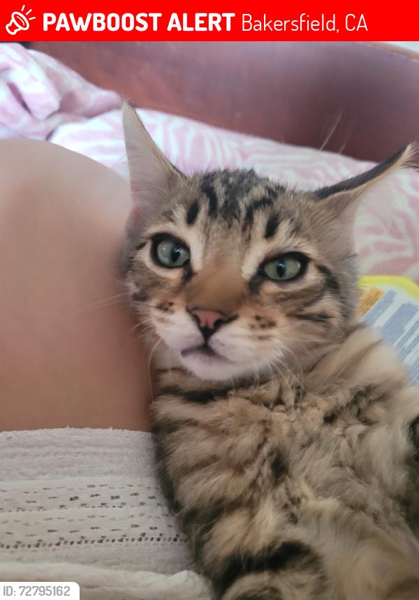 Lost Male Cat last seen 8th street, Bakersfield, CA 93304