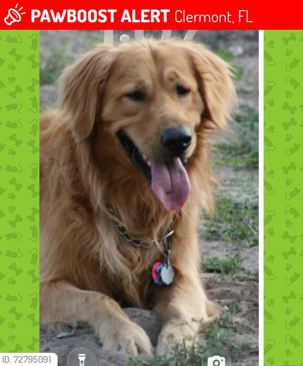 Lost Female Dog last seen ferndale CR 455, Clermont, FL 34715