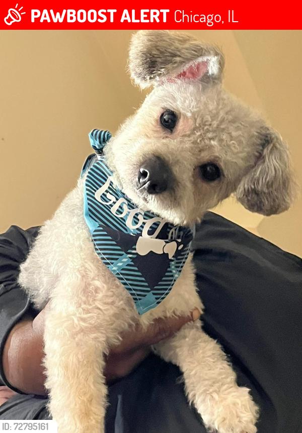 Lost Male Dog last seen south shore , Chicago, IL 60617