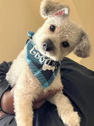Lost Male Dog last seen south shore , Chicago, IL 60617