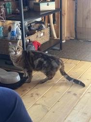 Found/Stray Female Cat last seen Seeds road, Orient, OH 43146