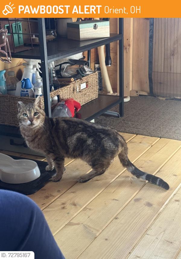 Found/Stray Female Cat last seen Seeds road, Orient, OH 43146