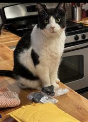 Lost Male Cat last seen Warren St and Bixby, Atlanta, GA 30317