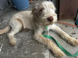 Found/Stray Male Dog last seen Western, Oklahoma City, OK 73114