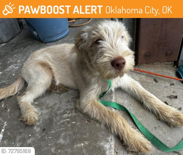 Found/Stray Male Dog last seen Western, Oklahoma City, OK 73114
