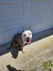 Found/Stray Male Dog last seen Whaley's rd, and Little Lane, Delmar 19940, Delmar, DE 19940