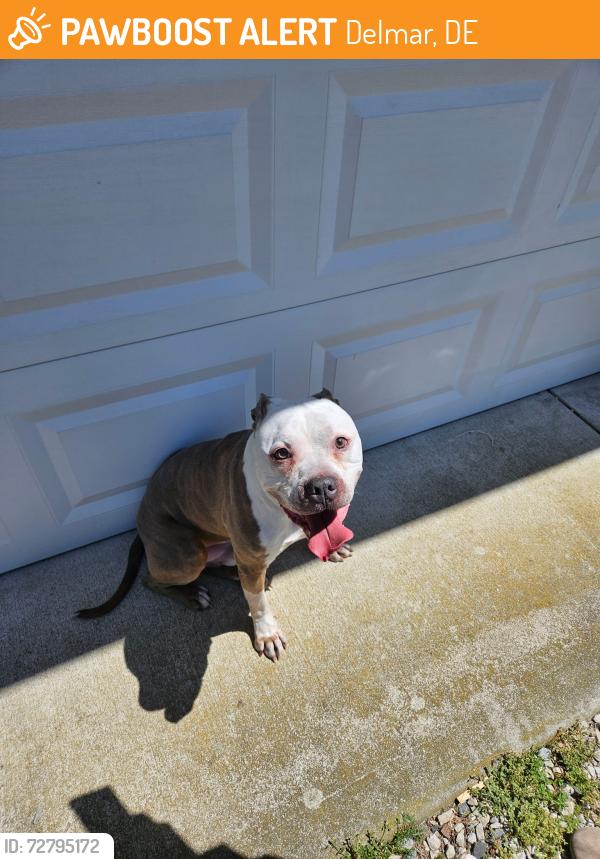 Found/Stray Male Dog last seen Whaley's rd, and Little Lane, Delmar 19940, Delmar, DE 19940