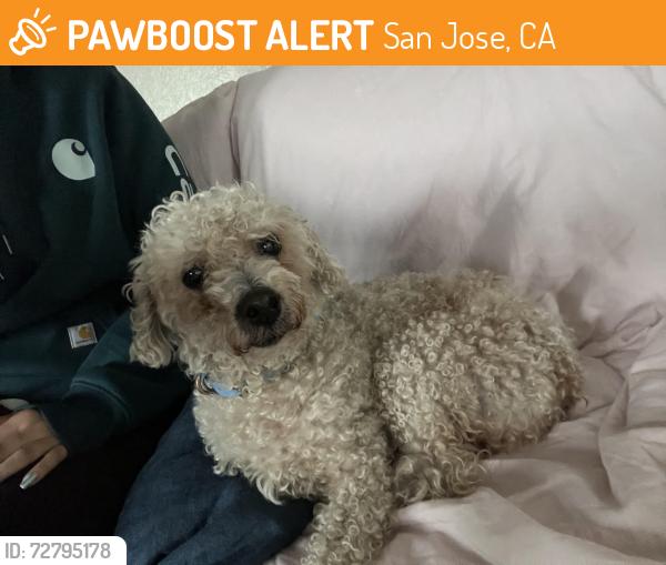 Found/Stray Male Dog last seen Timothy drive outside of Elemental dispensary , San Jose, CA 95131