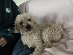 Found/Stray Male Dog last seen Timothy drive outside of Elemental dispensary , San Jose, CA 95131