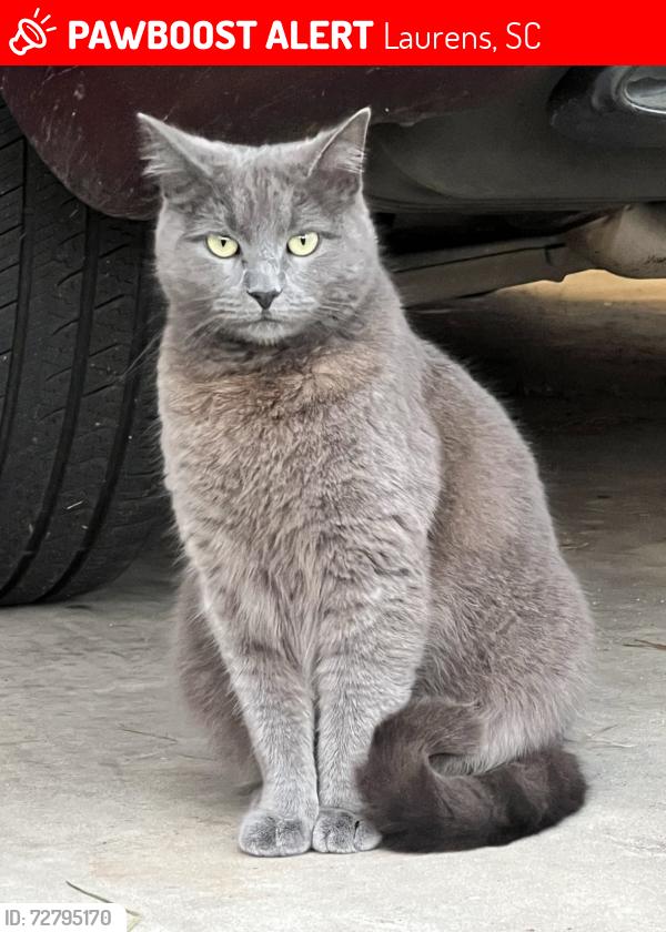 Lost Female Cat last seen Doublebrook Neighborhood and Stagecoach Rd, Laurens, SC 29360