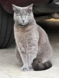 Lost Female Cat last seen Doublebrook Neighborhood and Stagecoach Rd, Laurens, SC 29360