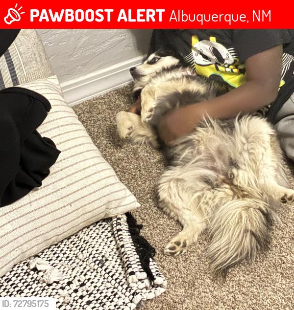Lost Female Dog last seen Copper & Washington St NobHill area , Albuquerque, NM 87108