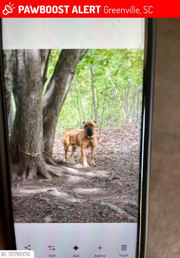Lost Male Dog last seen Old easily Highway or gas station bells , Greenville, SC 29611
