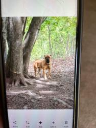 Lost Male Dog last seen Old easily Highway or gas station bells , Greenville, SC 29611