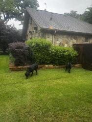 Found/Stray Unknown Dog last seen Lakeridge Dr, Grapevine, TX 76051
