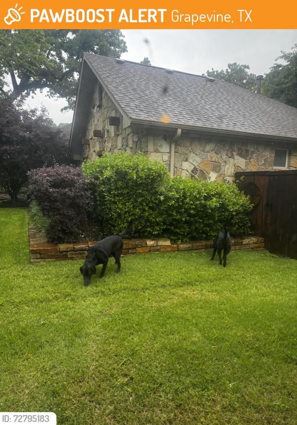 Found/Stray Unknown Dog last seen Lakeridge Dr, Grapevine, TX 76051
