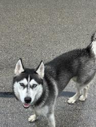 Found/Stray Female Dog last seen Between Cr 245 and Cr 246. Running down Cr 243., Terrell, TX 75160