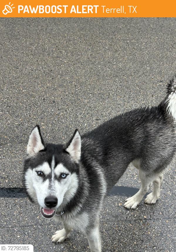 Found/Stray Female Dog last seen Between Cr 245 and Cr 246. Running down Cr 243., Terrell, TX 75160