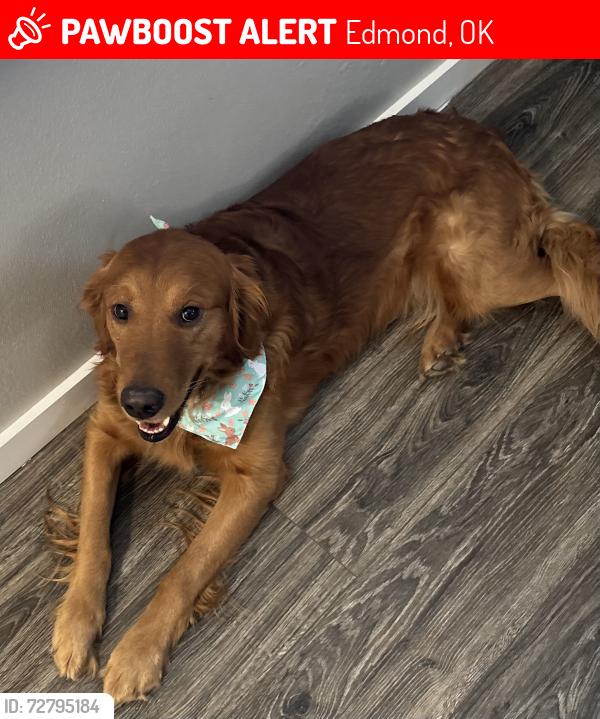 Lost Male Dog last seen Donnell & Covell, Edmond, OK 73012