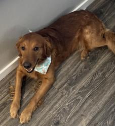 Lost Male Dog last seen Donnell & Covell, Edmond, OK 73012