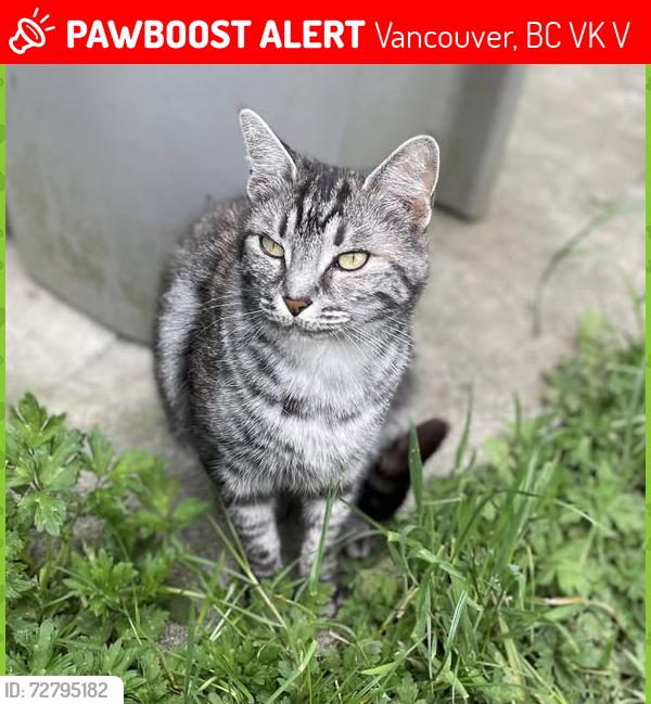 Lost Female Cat last seen Parker street and Rupert intersection, Vancouver, Vancouver, BC V5K 2V8
