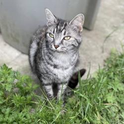 Lost Female Cat last seen Parker street and Rupert intersection, Vancouver, Vancouver, BC V5K 2V8