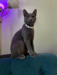Lost Female Cat last seen She got out from a roommate leaving a door open while we were away, we found our other 3 cats but Ash is still missing💔 (we are moving next month) , Arlington, TX 76013