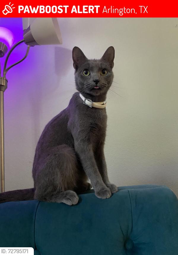 Lost Female Cat last seen She got out from a roommate leaving a door open while we were away, we found our other 3 cats but Ash is still missing💔 (we are moving next month) , Arlington, TX 76013