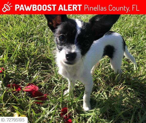 Lost Male Dog last seen Wolford rd Clearwater Fl , Pinellas County, FL 33760