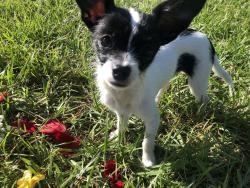 Lost Male Dog last seen Wolford rd Clearwater Fl , Pinellas County, FL 33760