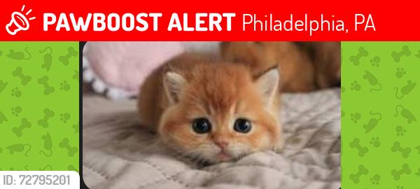 Lost Male Cat last seen Playground, Philadelphia, PA 19132