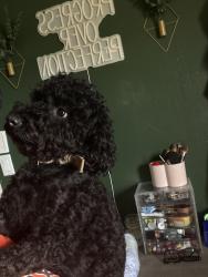 Lost Male Dog last seen Near nw 28th , Lauderdale Lakes, FL 33311