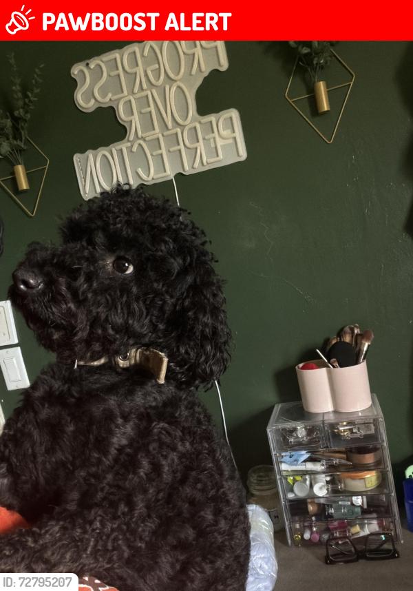 Lost Male Dog last seen Near nw 28th , Lauderdale Lakes, FL 33311
