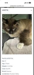 Found/Stray Male Cat last seen At oc animal care, Fountain Valley, CA 92708
